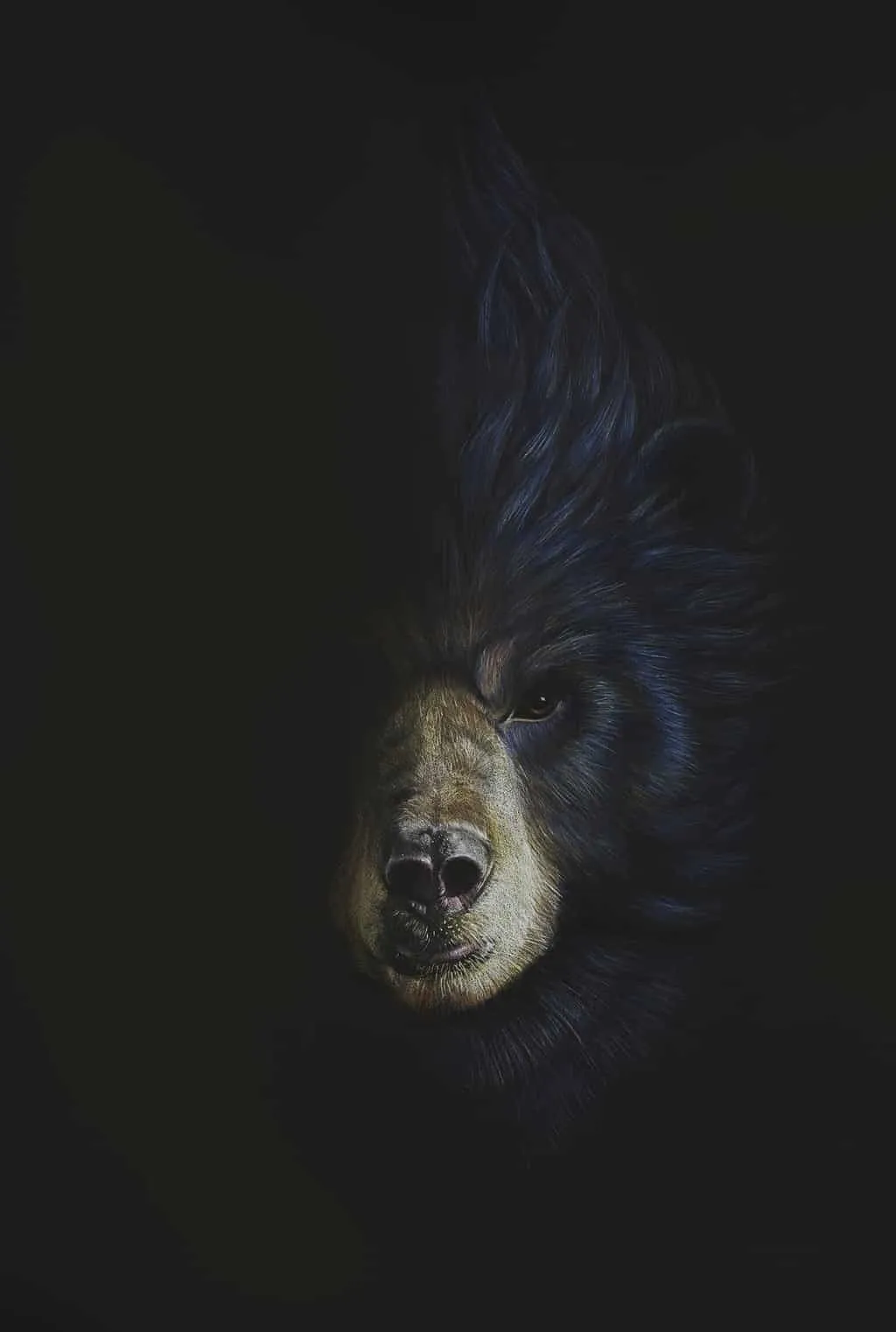 Медведь на черном фоне. Медведь арт. Медведь на темном фоне. Злой медведь.