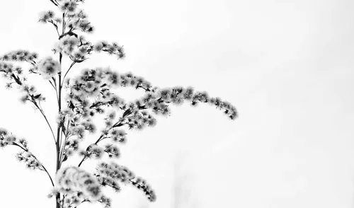 Минимализм Цветы Обои на телефон дерево со снегом