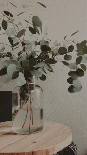 Минимализм Цветы Обои на телефон растение в стеклянной вазе