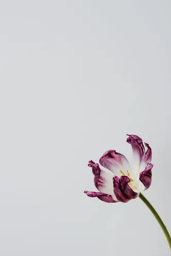 Минимализм Цветы Обои на телефон крупный план цветка