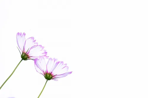 Минимализм Цветы Обои на телефон некоторые цветы крупным планом