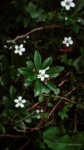Минимализм Цветы Обои на телефон растение с белыми цветами
