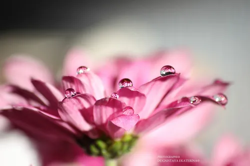 Минимализм Цветы Обои на телефон крупный план капель воды на цветке