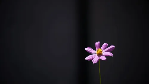 Минимализм Цветы Обои на телефон фиолетовый цветок с желтым центром