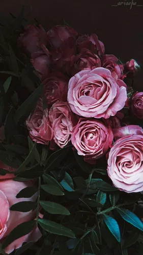Минимализм Цветы Обои на телефон группа розовых роз