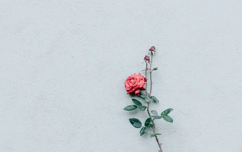 Минимализм Цветы Обои на телефон роза на ветке