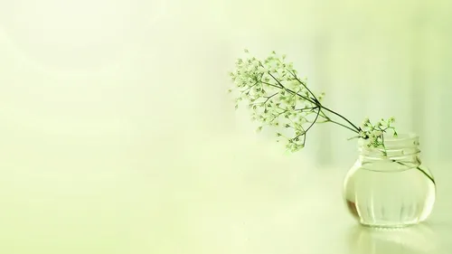 Минимализм Цветы Обои на телефон небольшое растение в стеклянной вазе