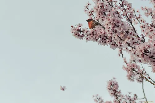 Минимализм Цветы Обои на телефон птица, сидящая на ветке дерева