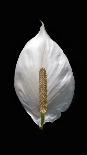 Минимализм Цветы Обои на телефон белый цветок с зеленым стеблем