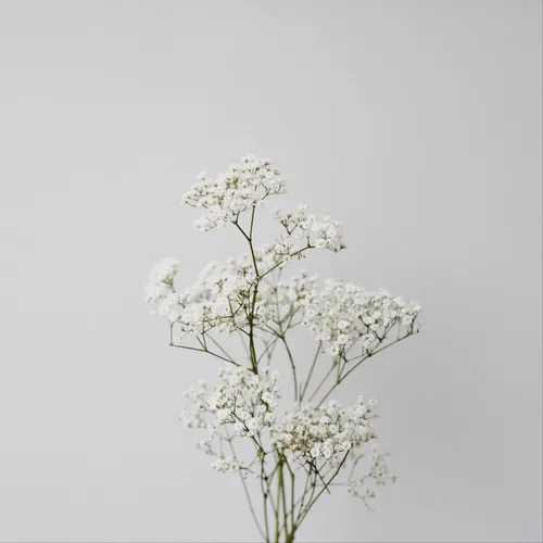 Минимализм Цветы Обои на телефон маленький белый цветок