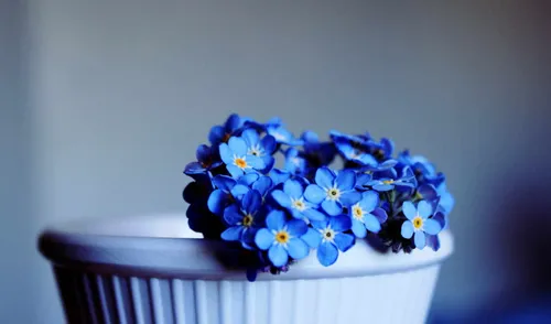 Минимализм Цветы Обои на телефон корзина синих цветов