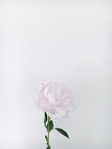 Минимализм Цветы Обои на телефон белый цветок с зелеными листьями