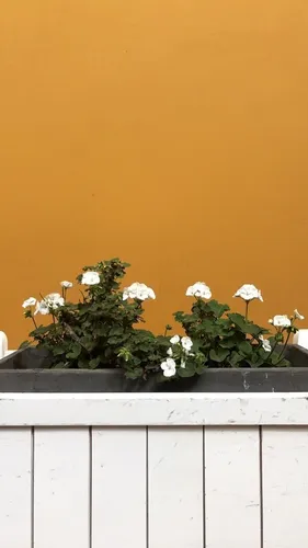 Минимализм Цветы Обои на телефон кашпо с белыми цветами