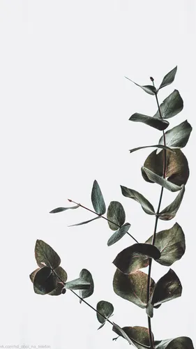 Минимализм Цветы Обои на телефон растение с листьями