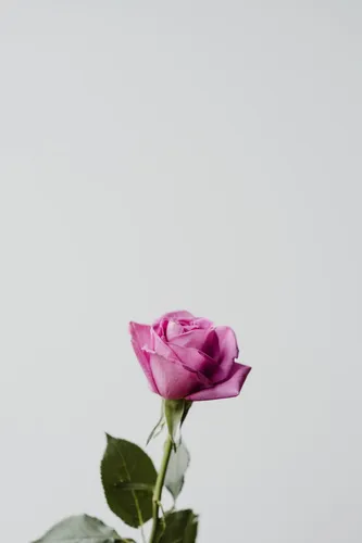 Минимализм Цветы Обои на телефон розовая роза с зелеными листьями
