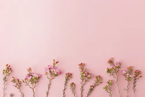 Минимализм Цветы Обои на телефон ветка с цветами на ней