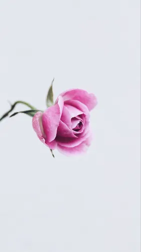Минимализм Цветы Обои на телефон розовая роза с зеленым стеблем