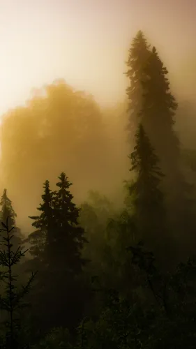 Рассвет Обои на телефон лес с облаком дыма