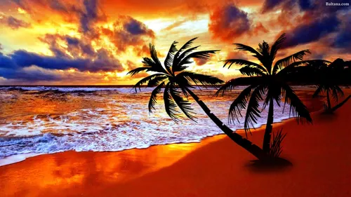 Рассвет Обои на телефон пара пальм на пляже