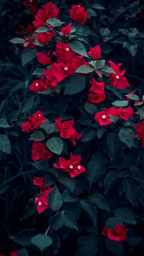 Растения Обои на телефон группа красных цветов