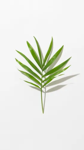 Растения Обои на телефон зеленое растение с листьями