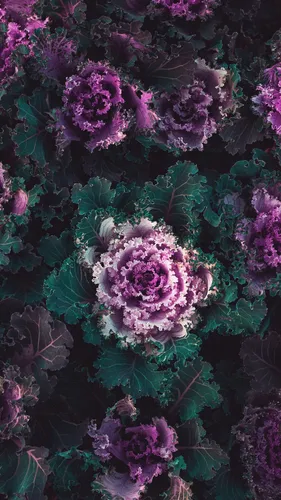 Растения Обои на телефон группа фиолетовых цветов