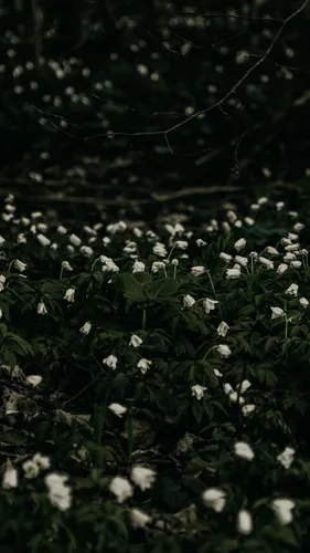 Растения Обои на телефон куст с белыми цветами