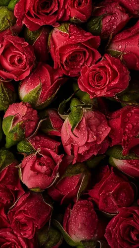 Розы Красные Обои на телефон группа роз