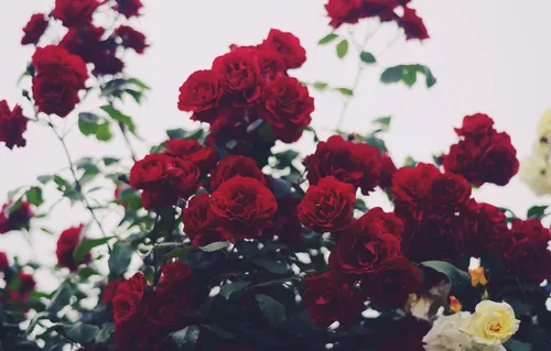 Розы Красные Обои на телефон фто на айфон