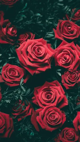 Розы Красные Обои на телефон эстетика