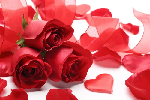 Розы Красные Обои на телефон крупный план некоторых цветов