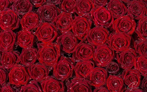 Розы Красные Обои на телефон большая группа красных роз
