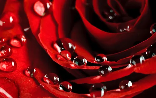 Розы Красные Обои на телефон крупный план капель воды