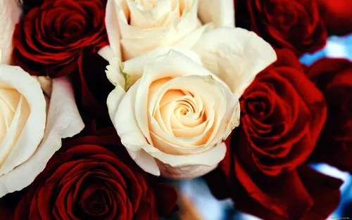 Розы Красные Обои на телефон фото на андроид