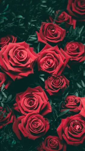 Розы Красные Обои на телефон фоновый узор