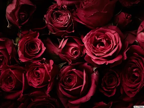 Розы Красные Обои на телефон арт