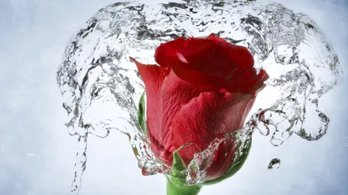 Розы Красные Обои на телефон роза плескается в воду