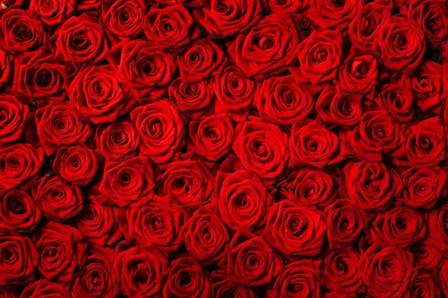 Розы Красные Обои на телефон  скачать фото