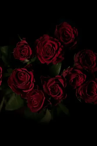 Розы Красные Обои на телефон заставка