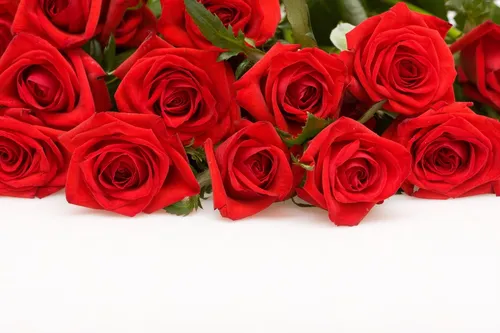 Розы Красные Обои на телефон рисунок