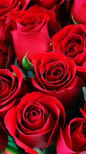 Розы Красные Обои на телефон фото на Samsung