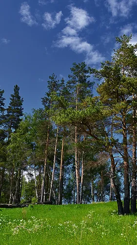 Россия Обои на телефон группа деревьев