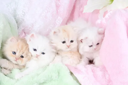 С Котятами Обои на телефон группа котят в одеяле