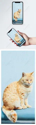 С Котятами Обои на телефон коллаж кота и руки, держащей телефон