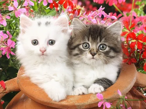 С Котятами Обои на телефон два котенка в корзине