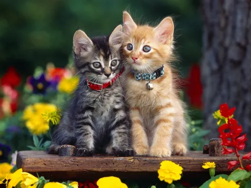 С Котятами Обои на телефон два котенка сидят на скамейке
