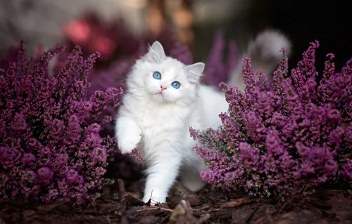 С Котятами Обои на телефон белая кошка в саду