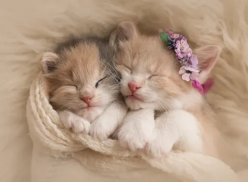 С Котятами Обои на телефон два котенка лежат вместе