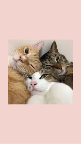 С Котятами Обои на телефон группа кошек