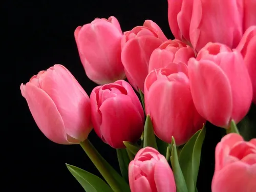 Тюльпаны Розовые Обои на телефон рисунок